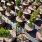 Cyprus vždyzelený (Cupressus sempervirens) ´TOTEM´  - výška 25-35 cm, kont. C2L
